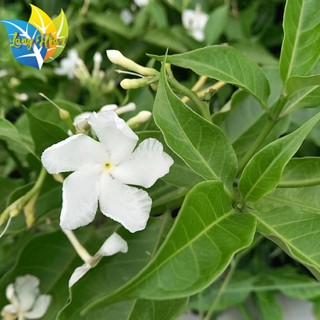 Cây hoa lài tây || trồng sân vườn trồng cảnh || rất thơm