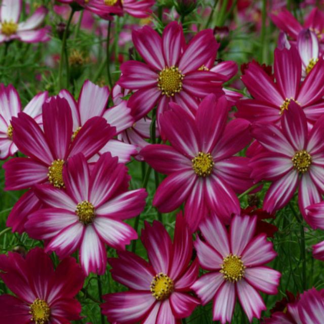 HẠT GIỐNG HOA SAO NHÁI ĐỎ HỒNG ( COSMOS SULPHUREUS ) [shop uy tín]