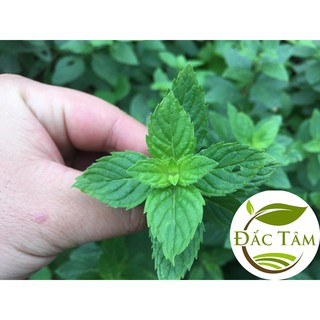 [Trà hoa sấy lạnh] Bạc Hà sấy lạnh (Túi zip tiện lợi)
