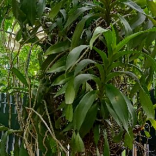 5lit Phân bón dịch chuối cho các loại Cây