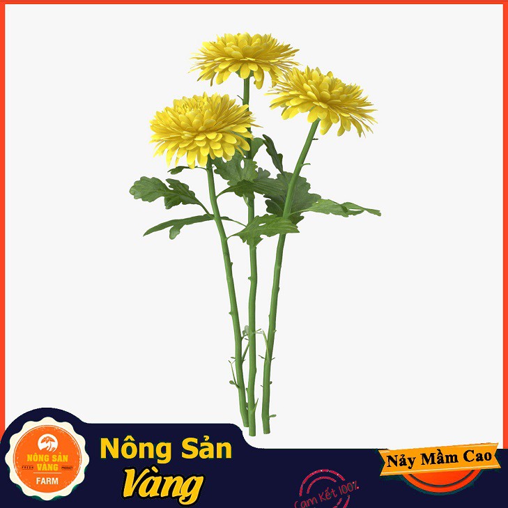 Hạt giống Hoa Cúc Vàng Đại Đóa ( Gói 100 Hạt ) - Nông Sản Vàng