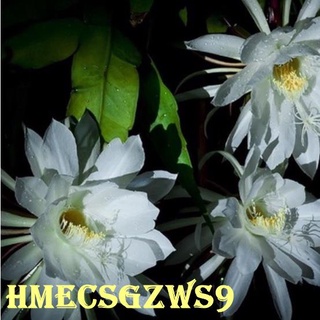 hạt giống hoa quỳnh 20h