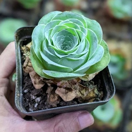 Sen đá hoa hồng 💥FREESHIP💥 Cây bao khoẻ 💥 đã thuần khí nóng