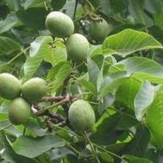 CÂY GIỐNG ÓC CHÓ.