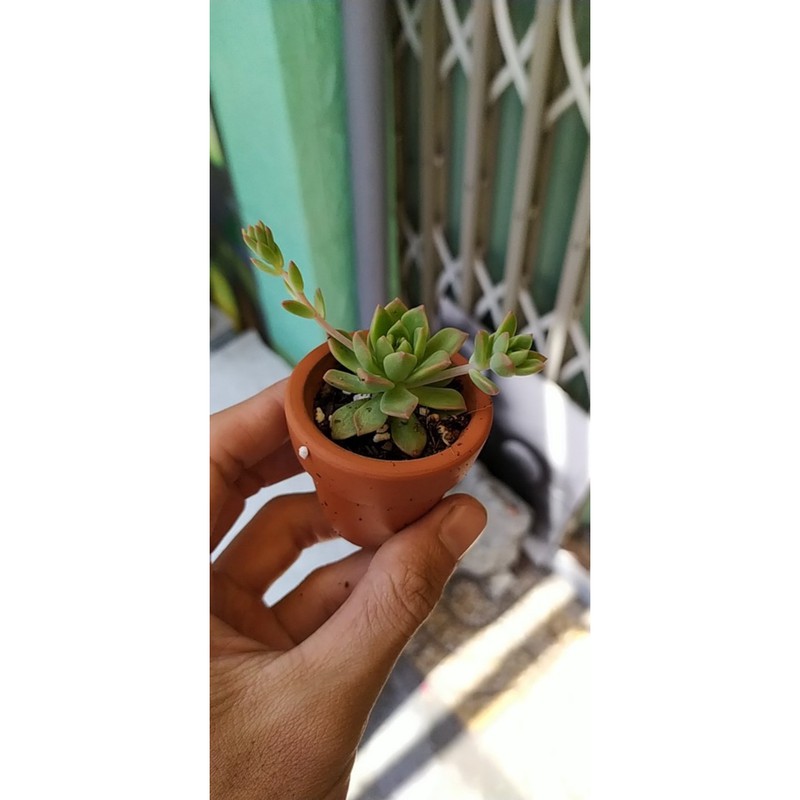 CHẬU SEN ĐÁ MINI