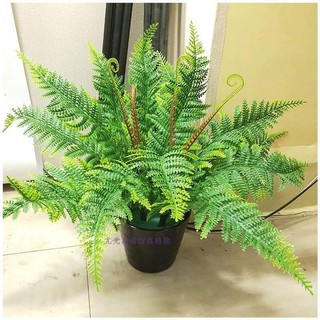 cụm dương xỉ mềm