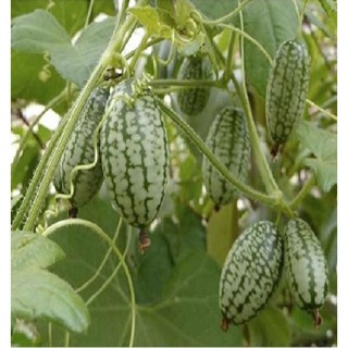 Hạt giống dưa hấu ti hon 1 gói 10 hạt