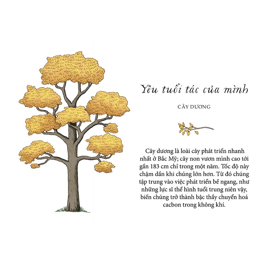 Sách - Sống như những cái cây