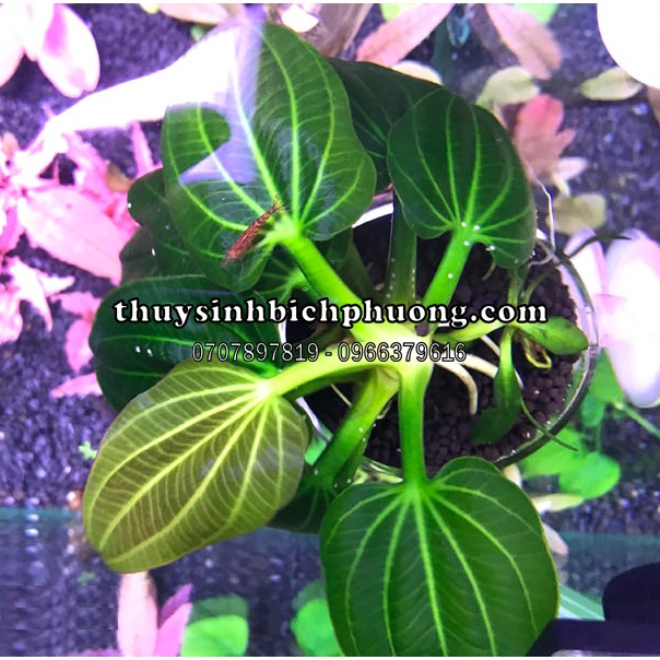 CÂY THỦY SINH TRẦU ECHINODORUS IGUAZU 2009 | CHUYÊN HÚT ĐỘC ĐỐ NỀN THỦY SINH NUÔI TÉP KIỂNG