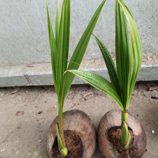 Combo 2 cây dừa dứa 105k