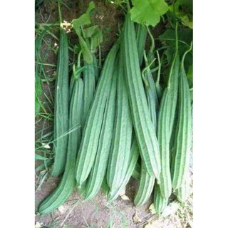 Hạt giống mướp khía