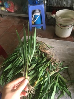 Thạch thảo kép com bo 200 cây