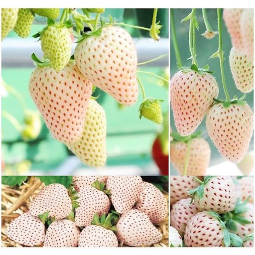 Hạt Giống Dâu Tây Trắng Ngọt Vesca - SL: 30 HẠT