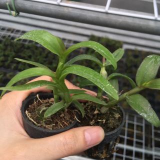 [FREESHIP TỪ 50K] Phi Điệp Hòa Bình cốc giống