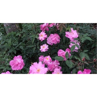 Quế Hồng dáng tree cao 60cm