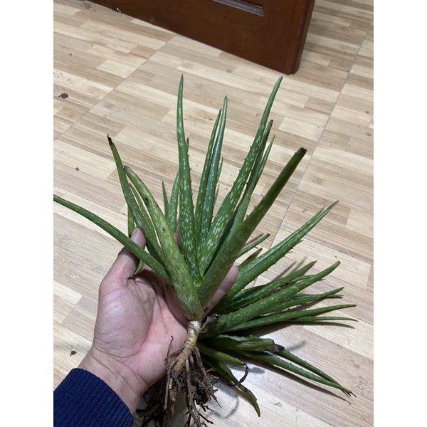 cây lô hội ( nha đam) gốc giống