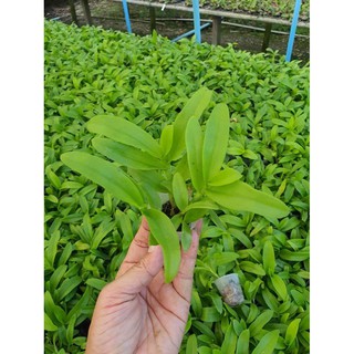 Hoa lan giả hạc, phi điệp mắt đỏ DL179