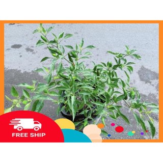 Bụi Ớt Hiểm Trái Lớn