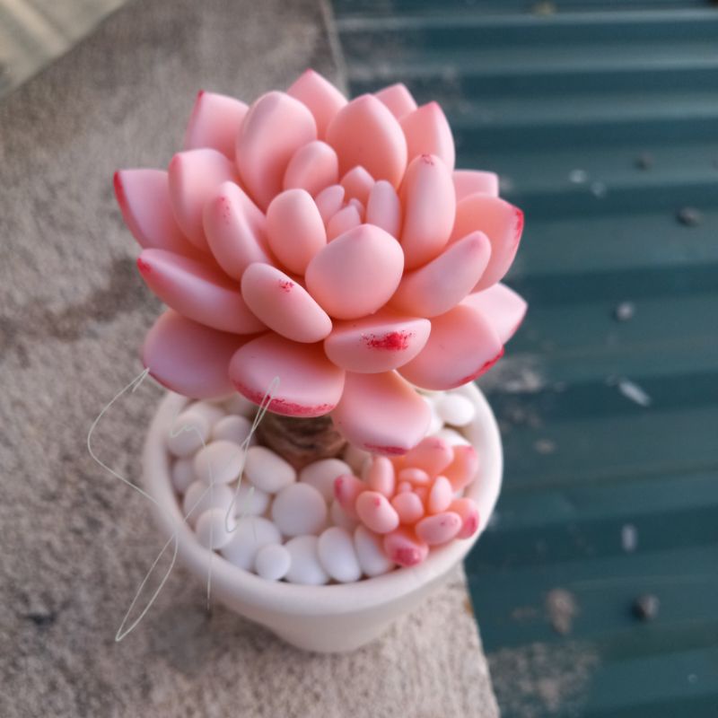 Sen đá đất sét thụ hồng