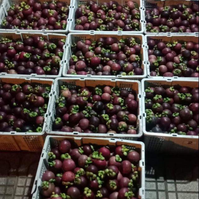 Măng cụt bảo lộc