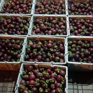 Măng cụt bảo lộc