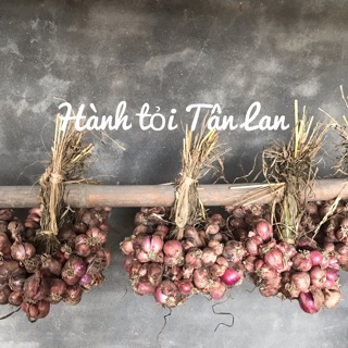 HÀNH KHÔ HẢI DƯƠNG - HÀNH BẮC