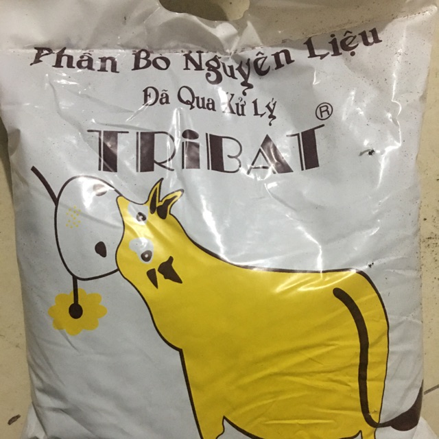 Phân bò khô tribat đã qua xử lý