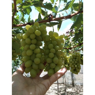 Vang Nho Xanh# Organix# Phan Rang
