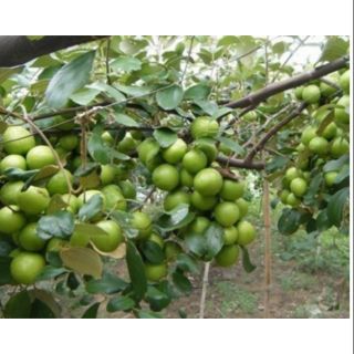 [Cây giống táo Đài Loan đang hoa ] táo lai lê quả to ,ăn ngọt