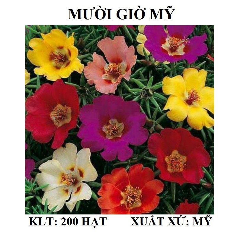 200 hạt giống hoa mười giờ mỹ mix màu