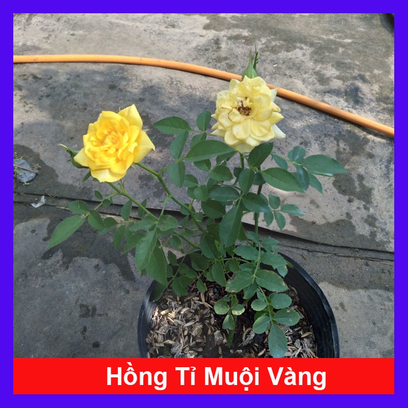Cây Hoa Hồng Tỉ Muội Vàng - cây cảnh để bàn - caykiengsadec