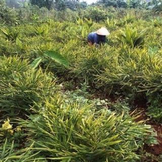 Bột gừng tắm bé