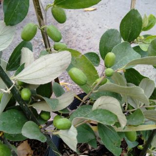 Cây Táo Thái đang trái