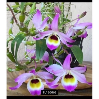 Hoa Lan chuỗi Ngọc sỉ 25k ( 2 bó)