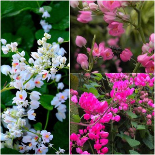 hoa leo TIGON siêu đẹp--thu hút mọi ánh nhìn