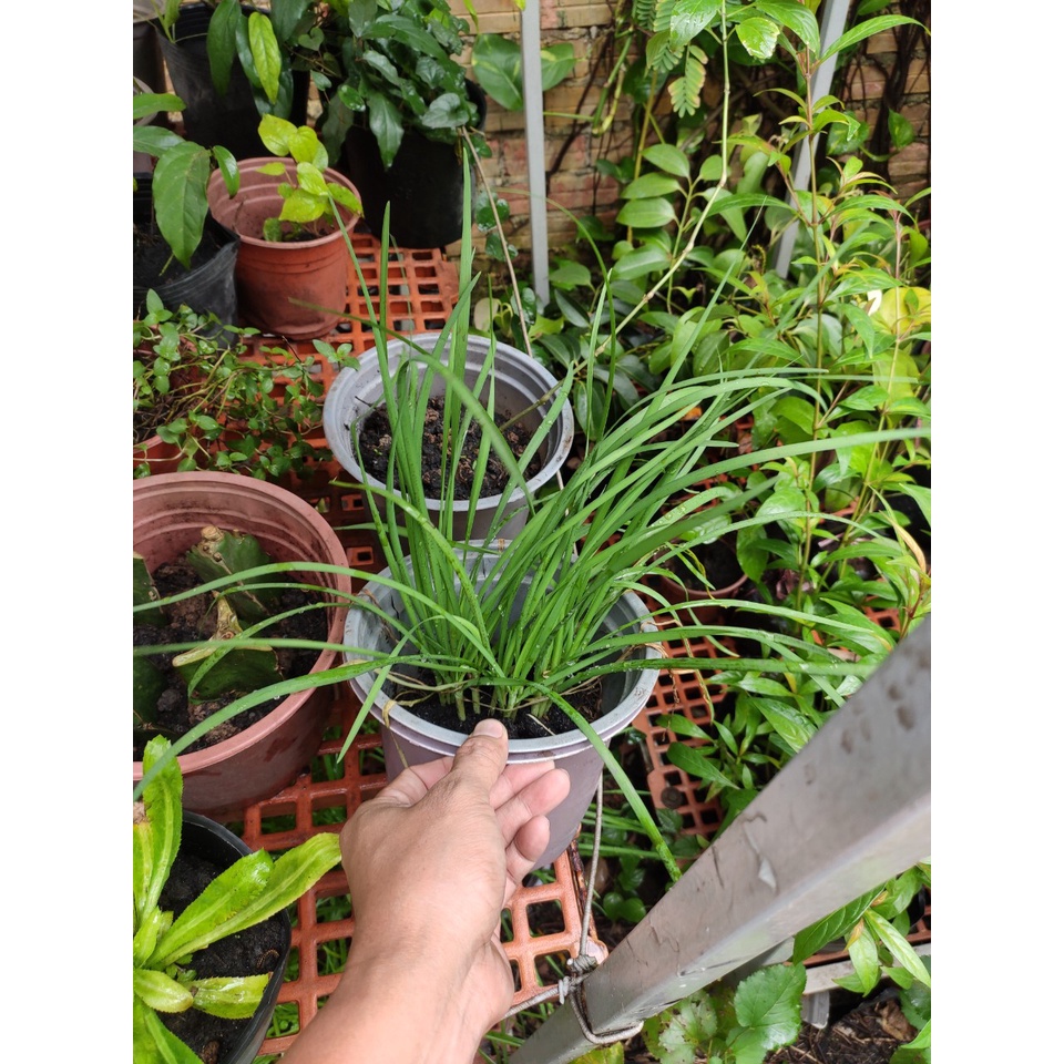 Lá hẹ - cây hẹ ta - rau hẹ trồng chậu ổn định, cây sinh trưởng lâu