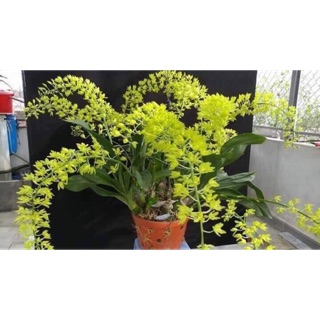 Hoa Lan Vũ Nữ Hoàng Hậu - Cây Con