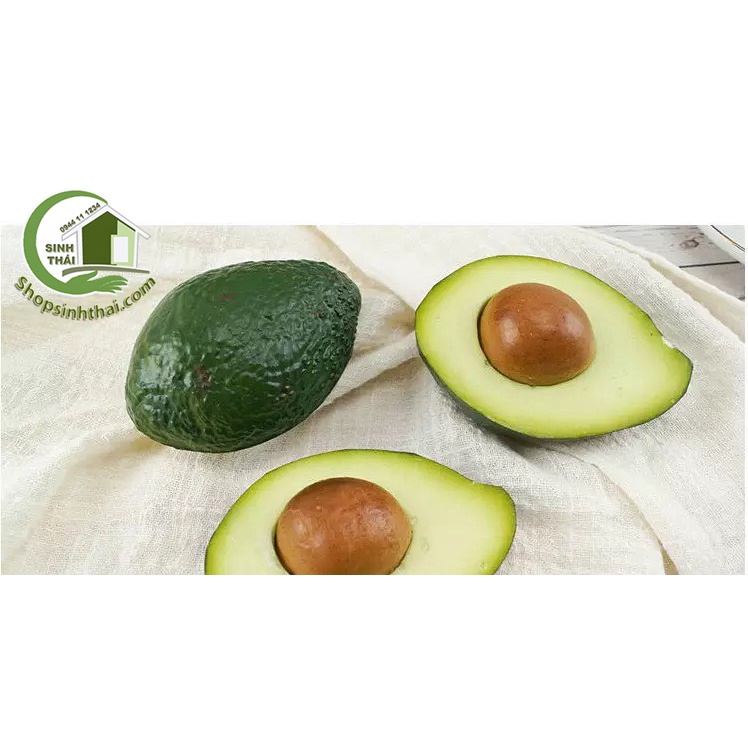 Trái bơ nguyên quả và nửa trái bơ có hột - Trái cây giả cao cấp - Chọn loại