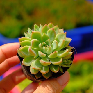 SEN ĐÁ DÙ VIỀN ĐỎ