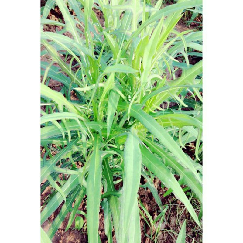 cây bồ công anh