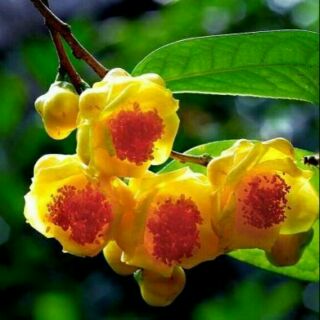 COMBO 2 CÂY  GIỐNG CHÈ HOA VÀNG LOẠI BÉ(tặng kèm túi phân bón)