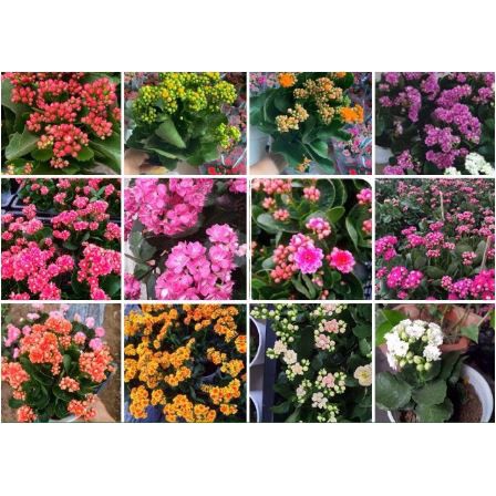 Hạt giống hoa Sống đời, Hoa Bỏng nhiều màu dễ trồng