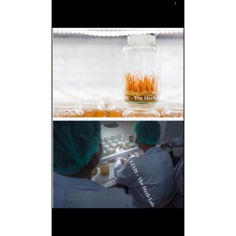 Đông Trùng Hạ Thảo (Sấy Thăng Hoa Cao Cấp) - HANDMADE by LEOS - The Herb Lab | BigBuy360 - bigbuy360.vn