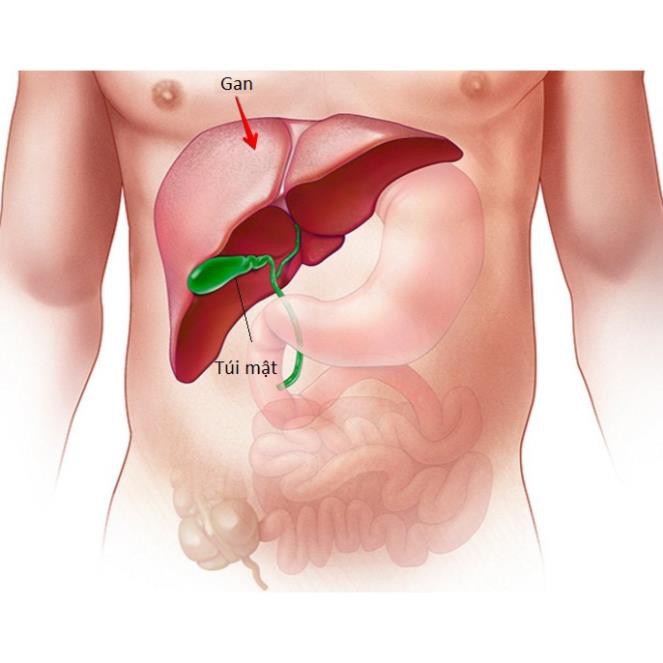 Kim đởm khang - Hỗ trợ bài sỏi mật, giảm nguy cơ hình thành sỏi đường mật (Hộp 30 viên)