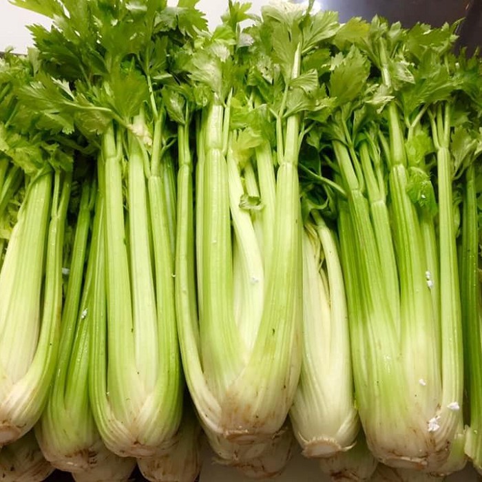 Hạt giống rau Cần Tây Bẹ To F1 Mỹ