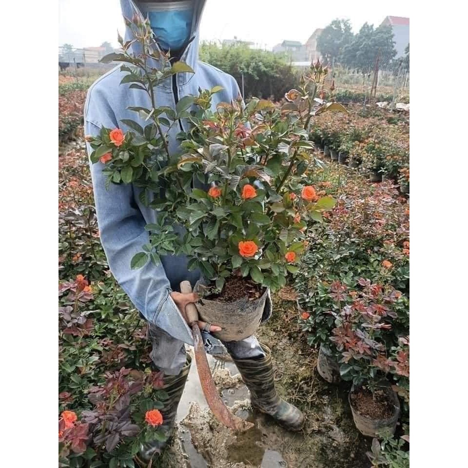 Cây Hoa hồng Tỉ Muội trưởng thành - Cây nguyên bản - THẾ GIỚI HOA CÂY CẢNH - cao 60 cm  - đã có hoa và nụ.