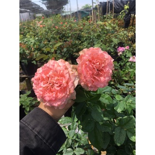 hồng Corail Gelee dạng bụi cao