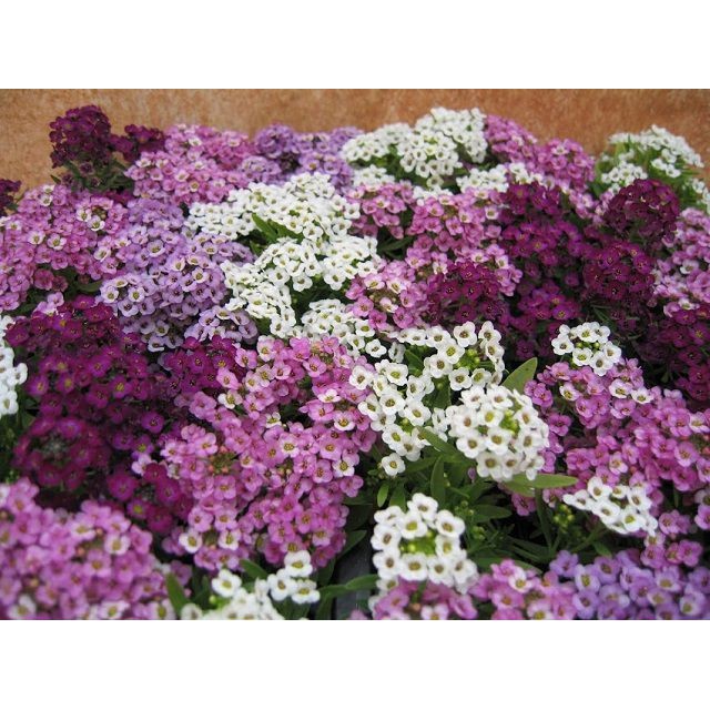 HẠT GIỐNG HOA NGÀN SAO NHIỀU MÀU - GÓI 0,5 GRAM