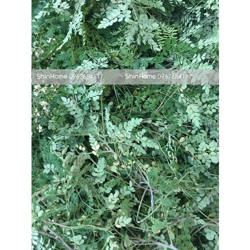 Bột chùm ngây sấy lạnh nguyên chất 100% - 100g