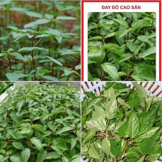 COMBO 2 gói hạt giống rau đay đỏ cao sản - Tặng 1 gói phân bón